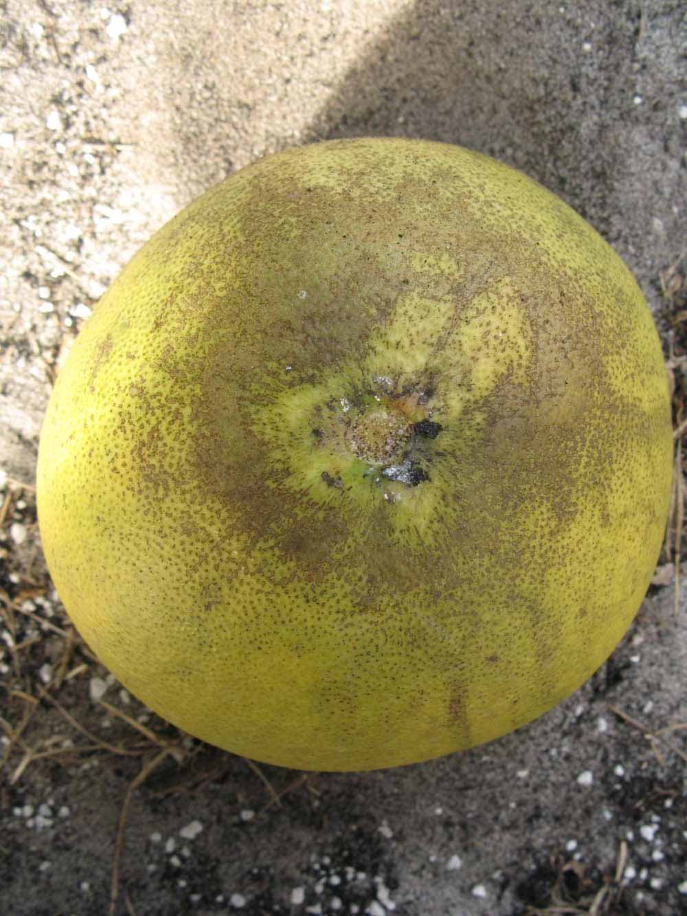            Fruit (Winter Haven, FL)   